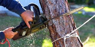 Best Tree Trimming and Pruning  in Mayo, MD