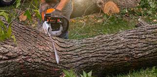 Best Fruit Tree Pruning  in Mayo, MD