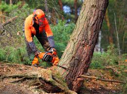 Best Lawn Maintenance Plans  in Mayo, MD