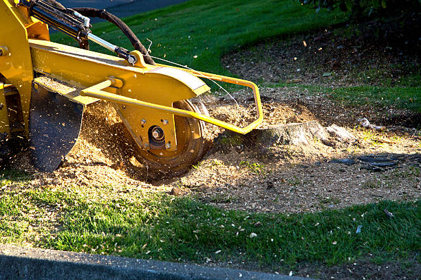 Trusted Mayo, MD Tree Removal Experts