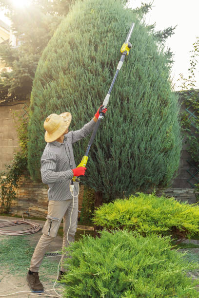 Best Tree and Shrub Care  in Mayo, MD