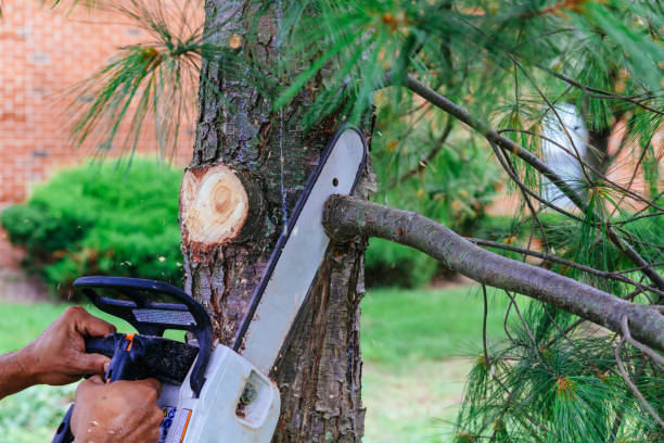 Best Root Management and Removal  in Mayo, MD